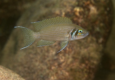Neolamprologus pulcher 'Mbita Island'